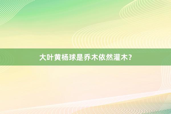 大叶黄杨球是乔木依然灌木？