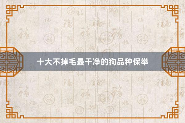 十大不掉毛最干净的狗品种保举